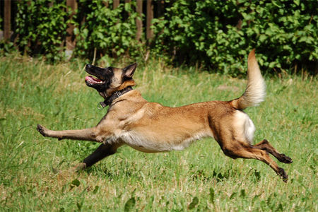 Malinois Malinois Fiona, TS Frankreich