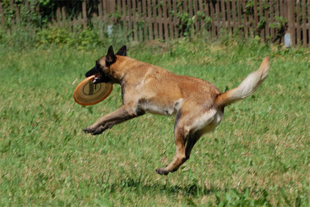 Malinois Malinois Fiona, TS Frankreich