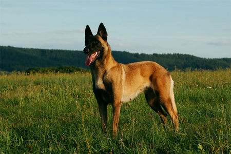 Malinois Malinois Fiona, TS Frankreich