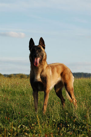 Malinois Malinois Fiona, TS Frankreich