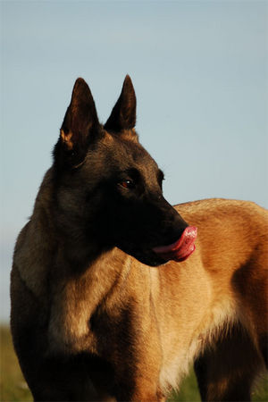 Malinois Malinois Fiona, TS Frankreich