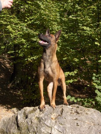 Malinois Aroune sas van Gent