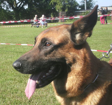 Malinois Nero