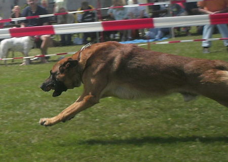 Malinois Nero 3 Jahre alt - Hunderennen 2008 