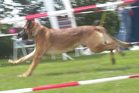 Malinois Nero beim Hunderennen 2008