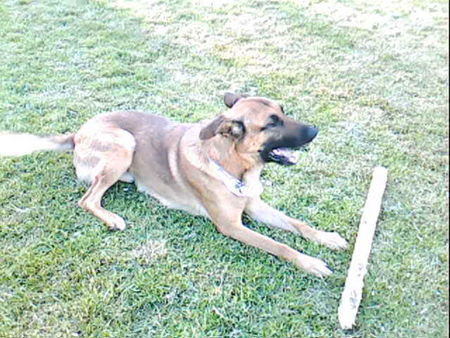 Malinois Nero und sein Stöckchen