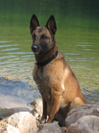 Malinois Eika von der Schwarzen Kobra