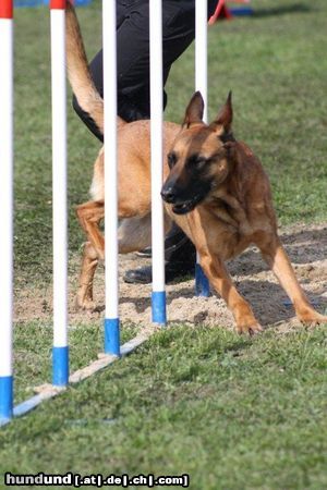 Malinois Kerou (Bellyeu)