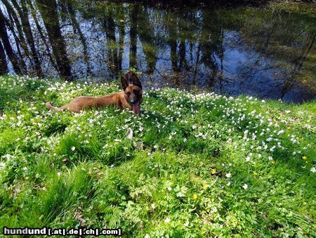 Malinois Kerou (Kee)