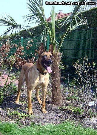 Malinois Kerou ( Bellyeu)