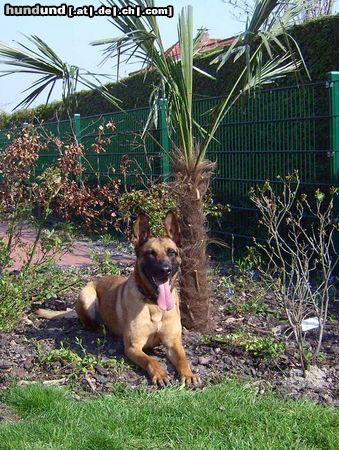 Malinois Kerou ( Bellyeu)