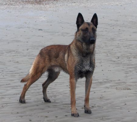 Malinois Lavignac van de Vroomshoeve