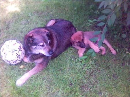 Malinois Nero mit 9 Wochen und seiner 