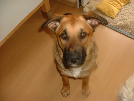 Malinois Hallo.. =)