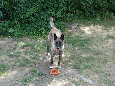 Malinois Kobra le Bosseur