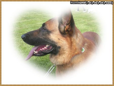 Malinois Nero Mai 2009