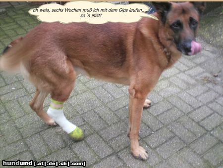 Malinois Das kommt davon...