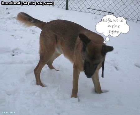 Malinois Nero im Schnee