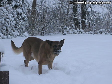 Malinois Nero Januar 2010