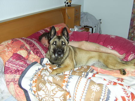 Malinois Angie hält mein bett warm