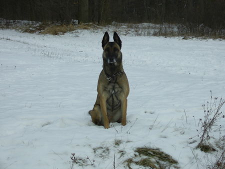 Malinois Meine Angie liebt den Schnee wie alle Malis und stundenlanges toben im Schnee sowieso!