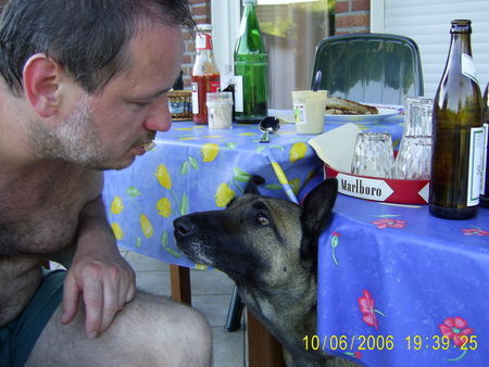 Malinois Ich habe immer hunger