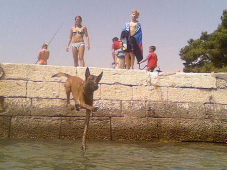 Malinois Kroatischer Flug- MALI