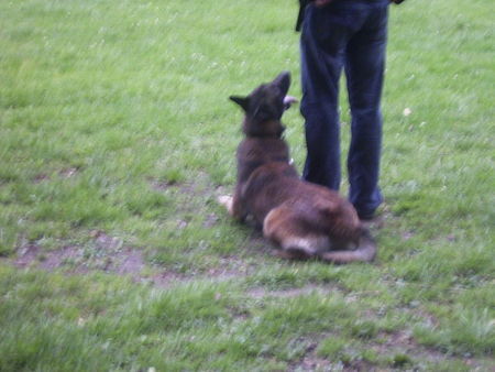 Malinois schon