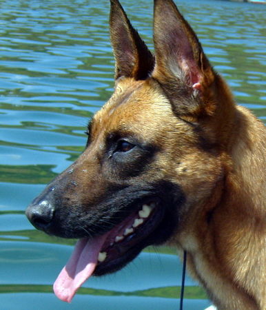 Malinois Kerou