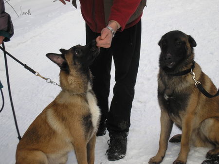 Malinois Molly und ihr Bruder Don