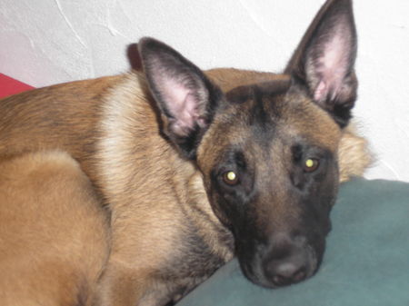 Malinois Molly erwachsen