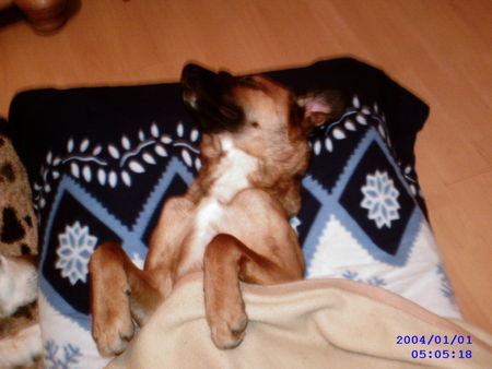 Malinois gute nacht