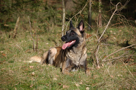 Malinois Fiona 3J.