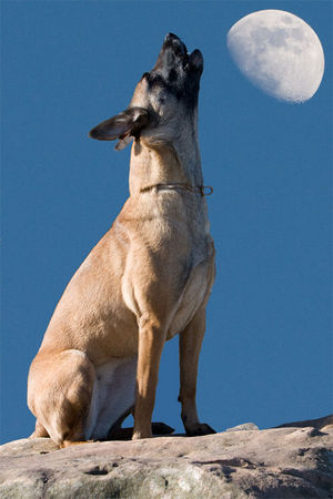 Malinois Enya macht den Wolf...