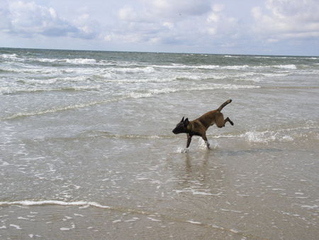 Malinois Loona ist eine Wasserratte.