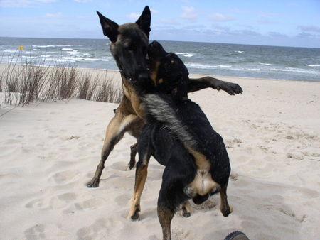 Malinois Loona und Nino in Action am Strand.