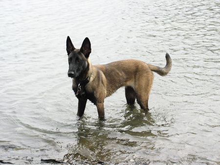 Malinois Loona ist eine Wasserratte.