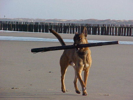 Malinois Vauban du jardin du Banbou