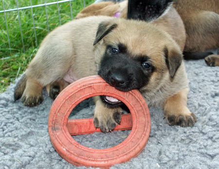 Malinois Ahab 