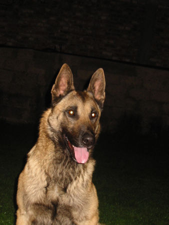 Malinois Koko (Kosova)