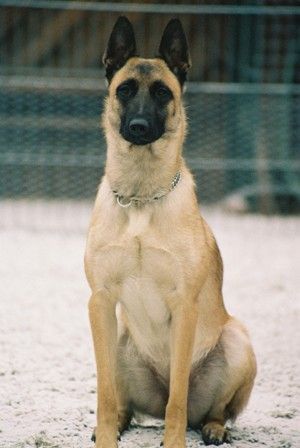 Malinois Dinga vom Haus Kugel