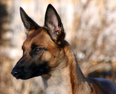 Malinois Elix vom Satansberg