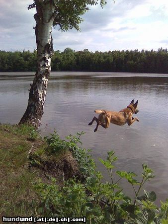 Malinois Kerou geht schwimmen