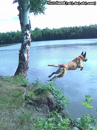 Malinois Kerou geht schwimmen