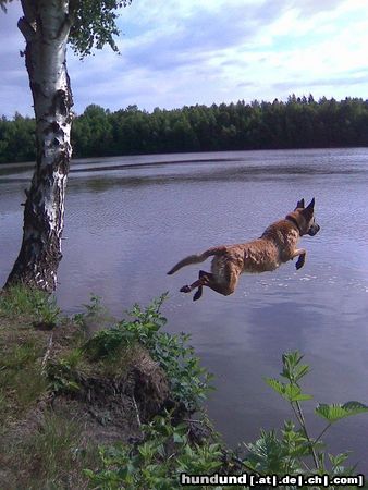 Malinois Kerou geht schwimmen