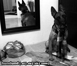 Malinois Kerou Bellyeu