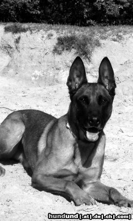 Malinois Kerou Bellyeu