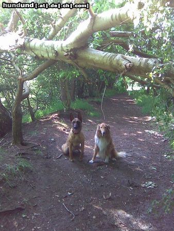 Malinois Kerou und Bessy