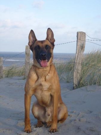 Malinois Kerou