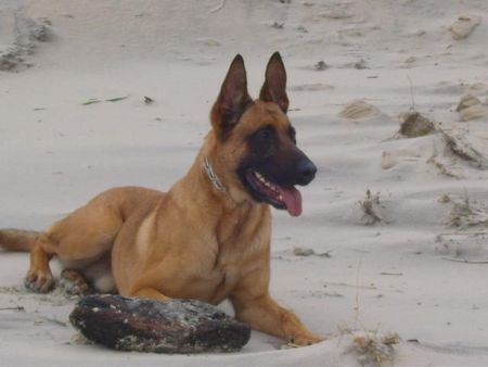 Malinois Kerou